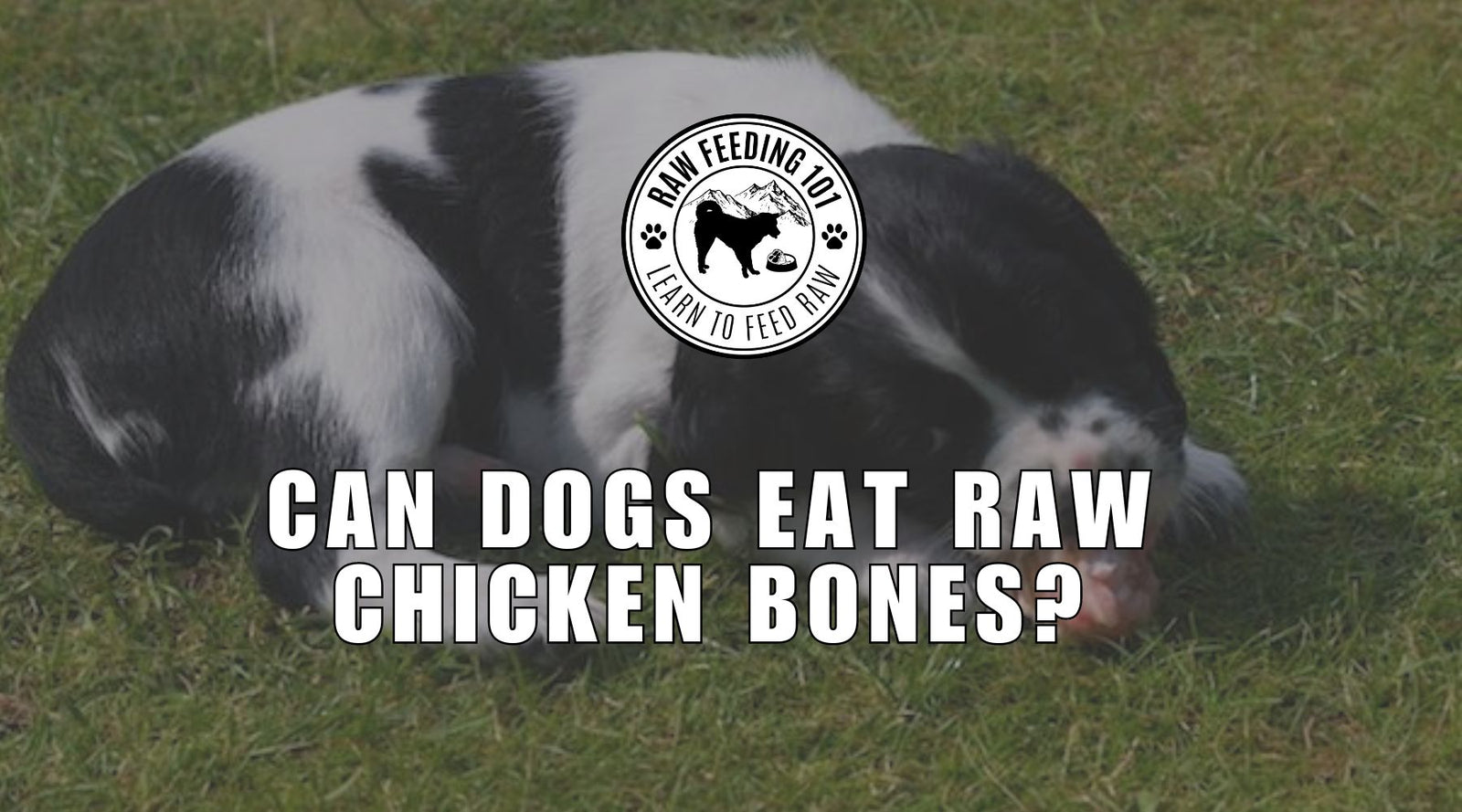 is it safe to feed raw chicken to dogs