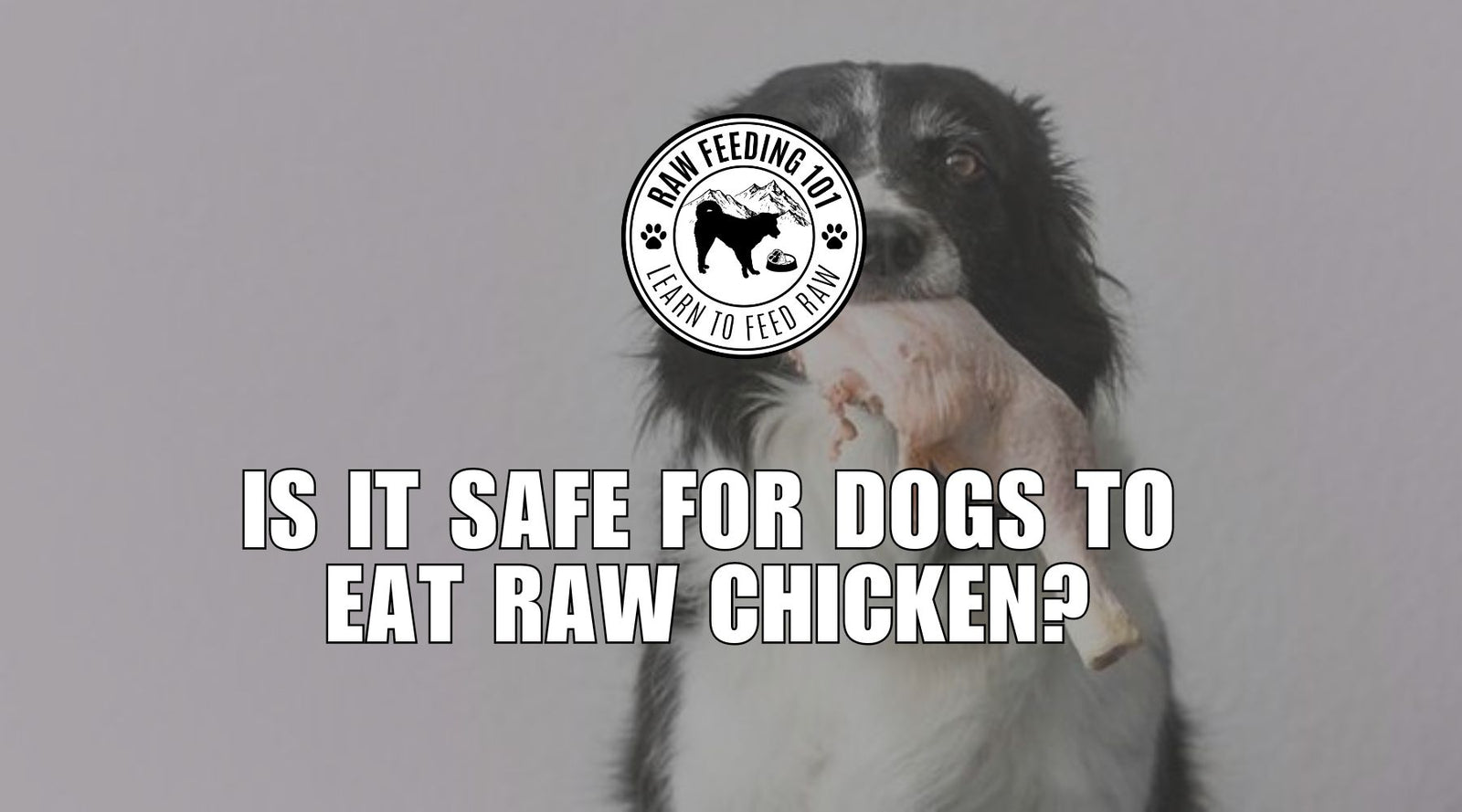 is it safe to feed raw chicken to dogs