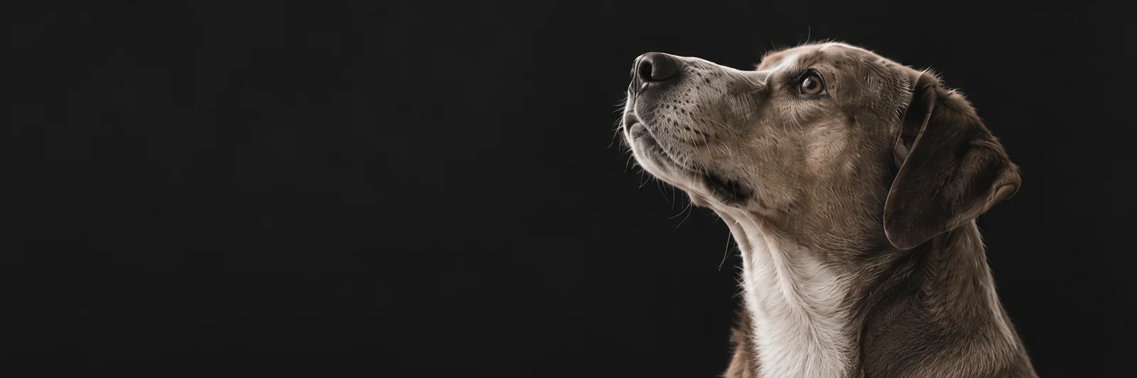 A grey-brown dog looking upward against a dark background